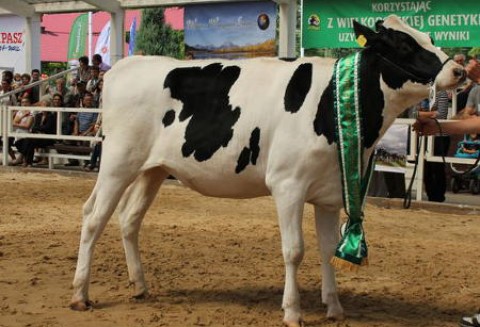 Niższe stawki za badania bydła na BSE