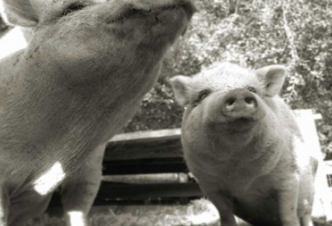 Szwecja – Eksport świńskich uszu do Chin