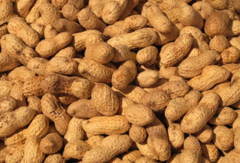 Argentyna – Wyeksportowano prawie 0,5 mln ton orzeszków ziemnych