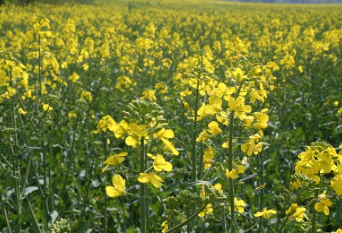 Ceny oleistych na giełdach światowych – 25.01.2012