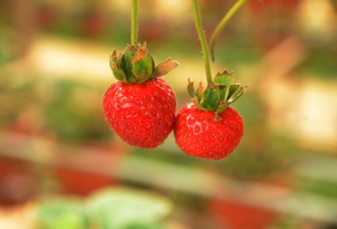 Konsultacje społeczne w sprawie problemów w sektorze owoców i warzyw