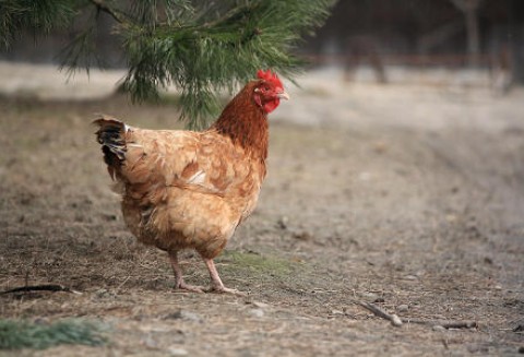 Obrońcy zwierząt apelują aby nie odwlekać terminu zmian w sprawie nowych klatek dla kur