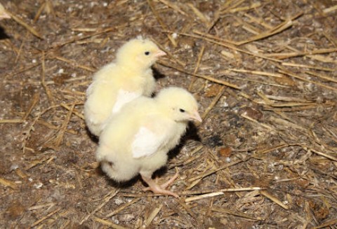 Polskie kurczęta nadal są tanie w UE