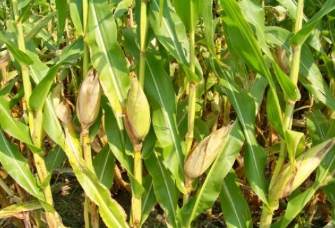 Na świecie taniej, u nas coraz drożej