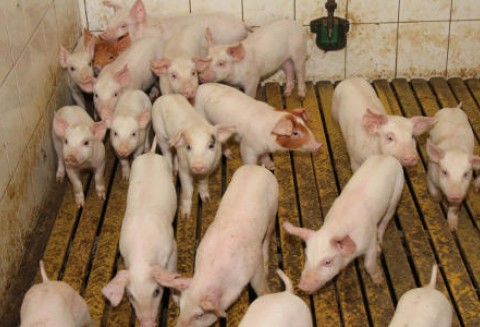Dania – Wstrzymano wysyłkę świń zarodowych do Rosji