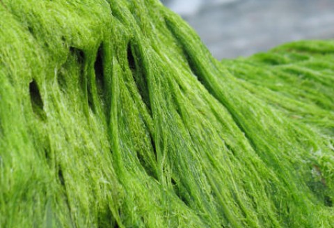 Mięsożerne algi u wybrzeży Danii