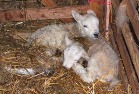 Dobra informacja dla hodowców owiec z województwa świętokrzyskiego