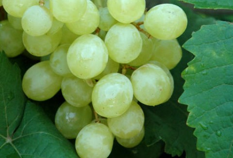 Winiarze z Podkarpacia są zadowoleni