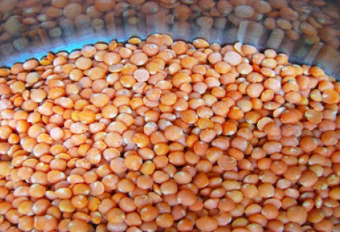 Będzie kara za brak ustawy o nasiennictwie?