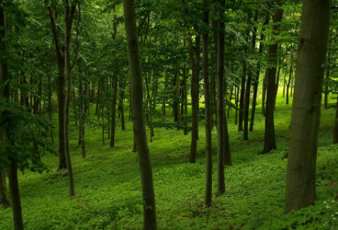 Od 15 marca br. można składać w ARiMR wnioski o przyznanie płatności bezpośrednich, ONW i rolnośrodowiskowych za 2011 r.