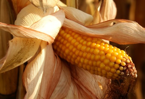 Ceny zbóż na giełdach światowych – 23.02.2012