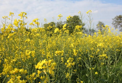 Sytuacja na rynku oleistych - 30.05.2012