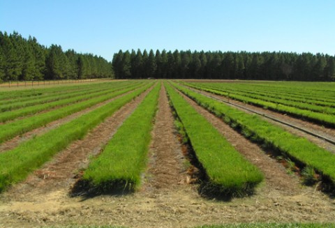 Komunikat Głównego Inspektora Ochrony Roślin i Nasiennictwa