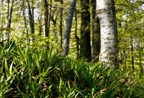 Copa-Cogeca podkreśliła podczas Forum Koli 2011 rolę biopaliw w realizacji celów UE