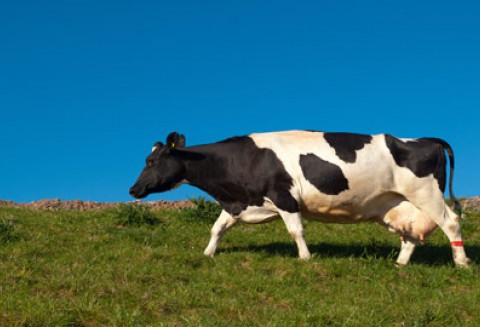 Konsolidacja szansą dla branży mleczarskiej