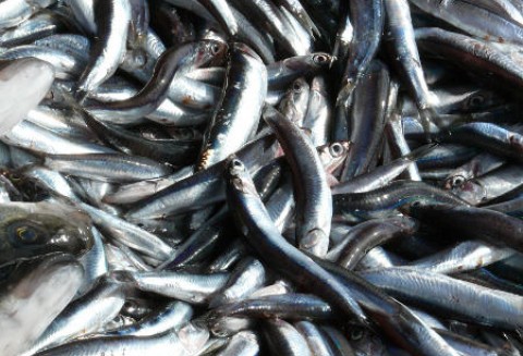 Posiedzenie Rady Ministrów Unii Europejskiej ds. Rolnictwa i Rybołówstwa w Luksemburgu