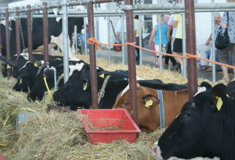 Będzie kwotowanie produkcji mleka?