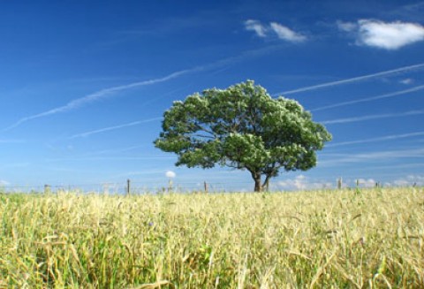 ARiMR przyjmuje wnioski o pomoc na zalesianie