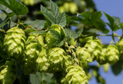 Plantatorom chmielu nie będzie opłacać się uprawiać, bo browary importują tańsze szyszki z Niemiec