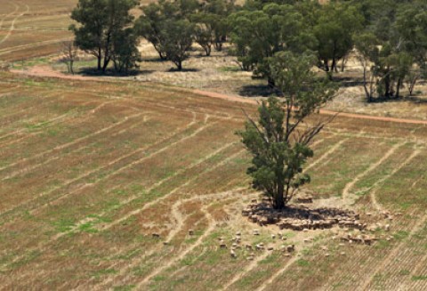 Klęska złego przezimowania zbóż