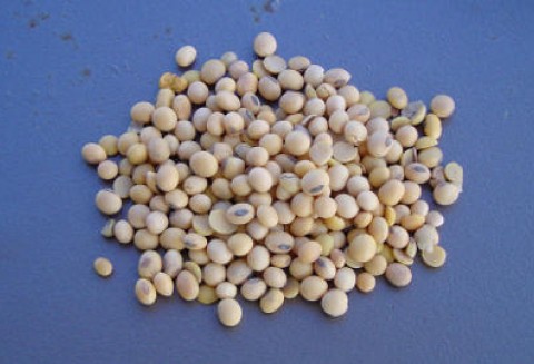 Ceny oleistych na giełdach światowych – 18.01.2012