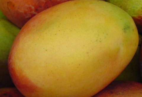 Pakistan – Zwiększy się eksport mango