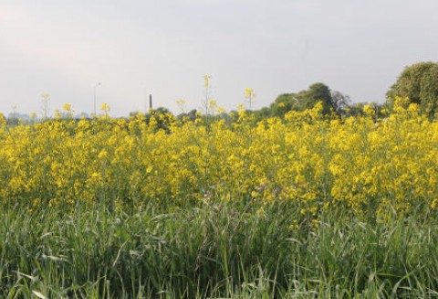 Ceny oleistych na giełdach światowych - 15.06.2012