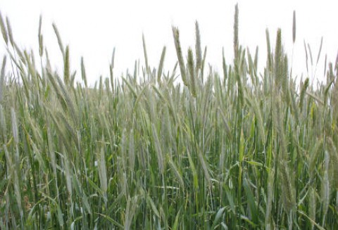 Ceny zbóż na giełdach krajowych