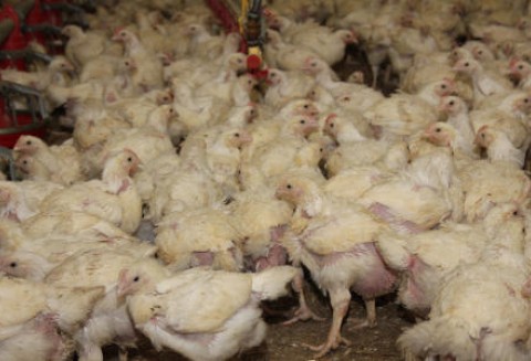 Tajski drób na unijnych stołach