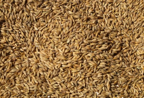 Ceny zbóż na giełdach krajowych