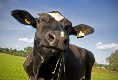 X Regionalna Wystawa Zwierząt Hodowlanych w Pudliszkach