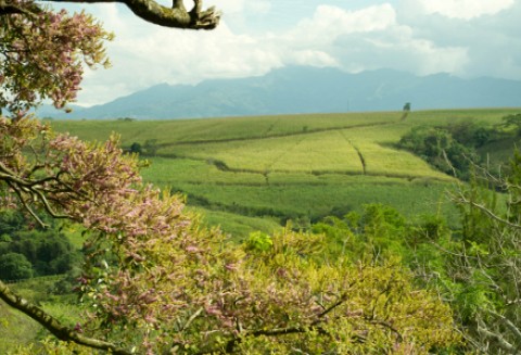 Francja – Brak szans na dobre zbiory pszenicy