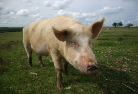Czy hodowcy trzody chlewnej są bezradni?