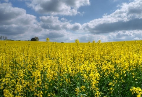 Zbiory rzepaku w krajach UE mogą być najniższe od 3 lat