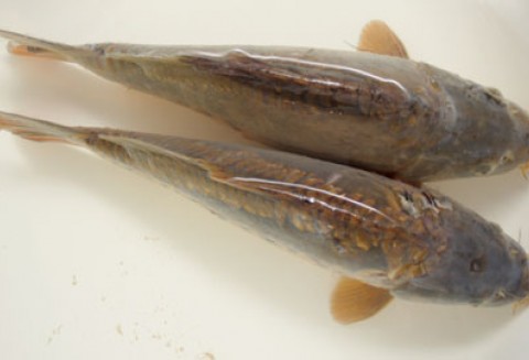 „Karp zatorski” zarejestrowany jako Chroniona Nazwa Pochodzenia