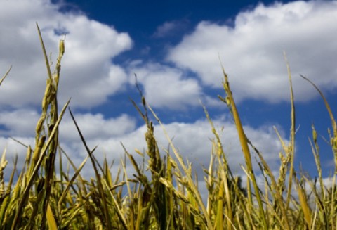 W Warszawie o polityce rolnej Europy i Ameryki