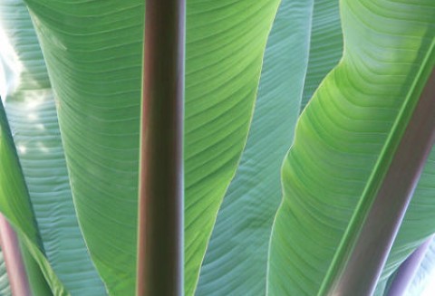 Banan (Musa x paradisiaca)