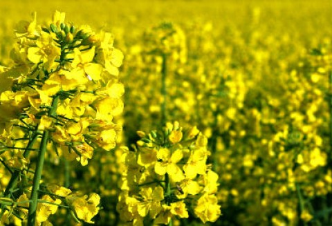 Tydzień na rynku giełdowym oleistych – 23.04.2012