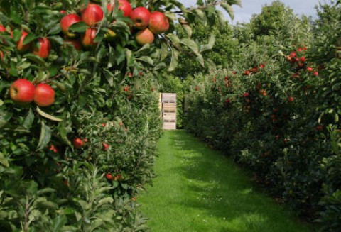 Polscy sadownicy przygotowują się do nowego sezonu