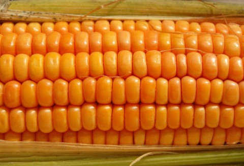 Ceny zbóż na giełdach krajowych