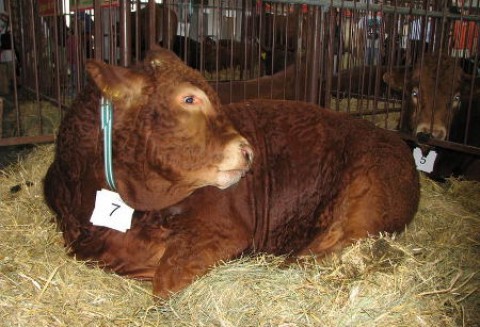 Czempionaty i wiceczempionaty bydła mięsnego XXV Krajowej Wystawy Zwierząt Hodowlanych w Poznaniu