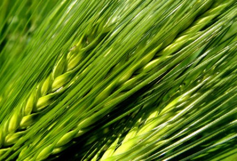 Krajowe ceny zbóż w punktach skupu