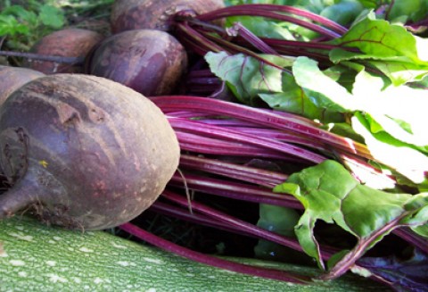 Słowenia - wizyta na Targach AGRA 2011