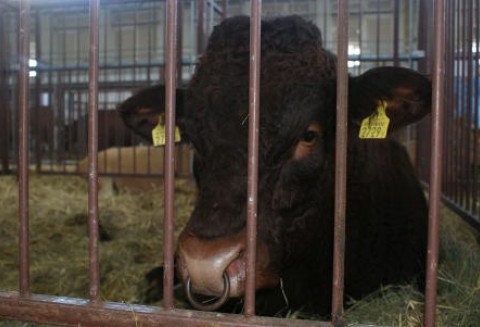 Korea Południowa – Wzrost importu