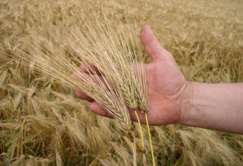 Ceny zbóż na giełdach krajowych