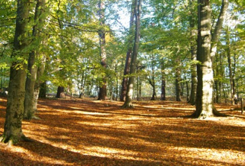 Ostatni dzień ARiMR przyjmuje wnioski od mikroprzedsiębiorców o przyznanie pomocy na tworzenie nowych miejsc pracy na wsi