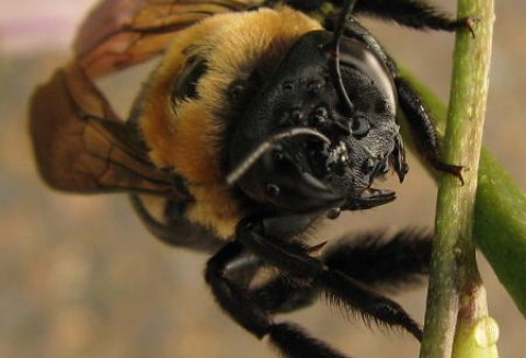 Obloty pszczół już się zaczęły