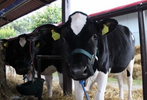 Pogłowie polskiego bydła jest najwyższe od 11 lat