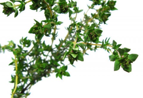 Tymianek (Thymus vulgaris)