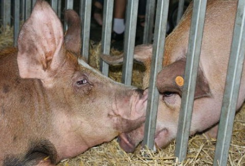 Ciągle niskie pogłowie trzody chlewnej w Polsce